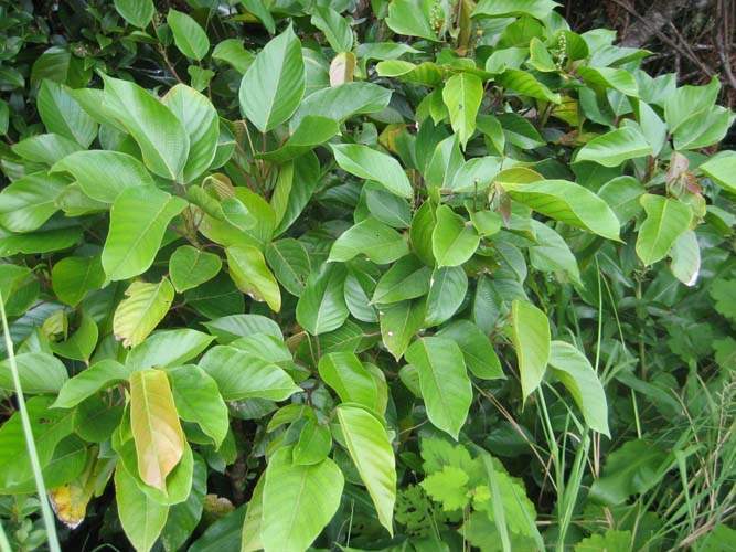 Vente d'arbres et plantes originelles Sainte-Marie