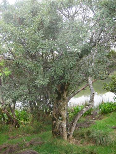 Pépinière spécialisée en espèces indigènes Sainte-Marie