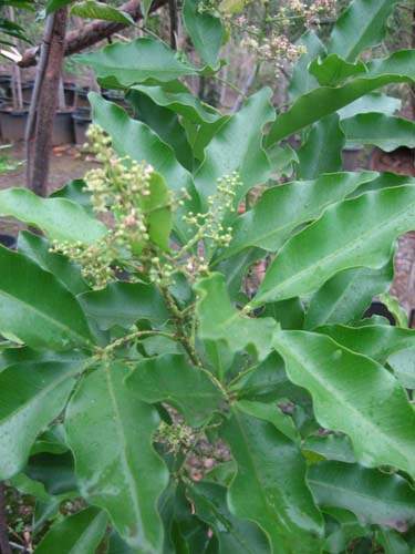 Culture de flore endémique Sainte-Marie