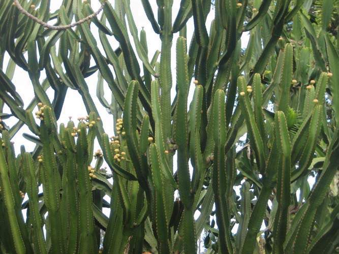 Culture d'aloès et agaves Sainte-Marie