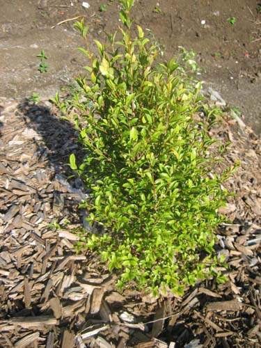 Conservation de plantes insulaires Sainte-Marie