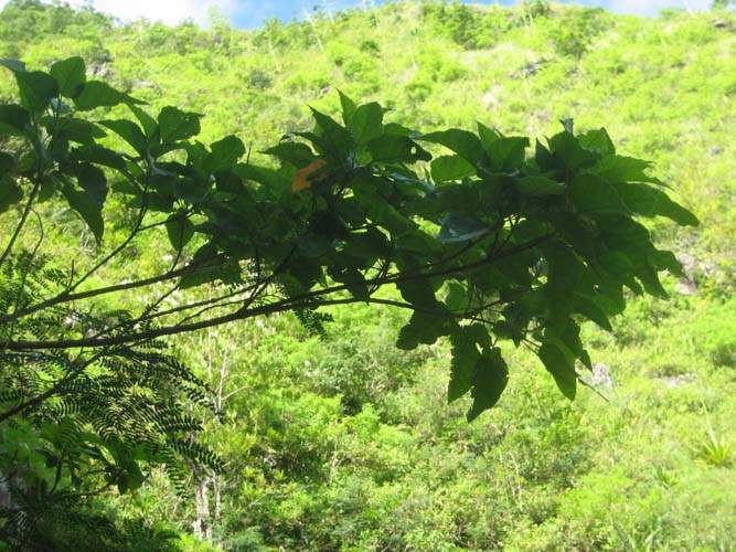 Fournisseur de plantes natives Sainte-Marie
