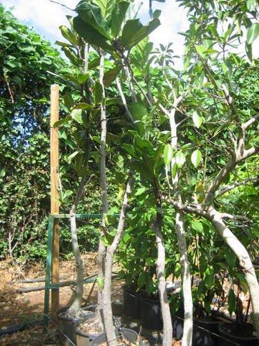 Culture de jeunes plants Sainte-Marie