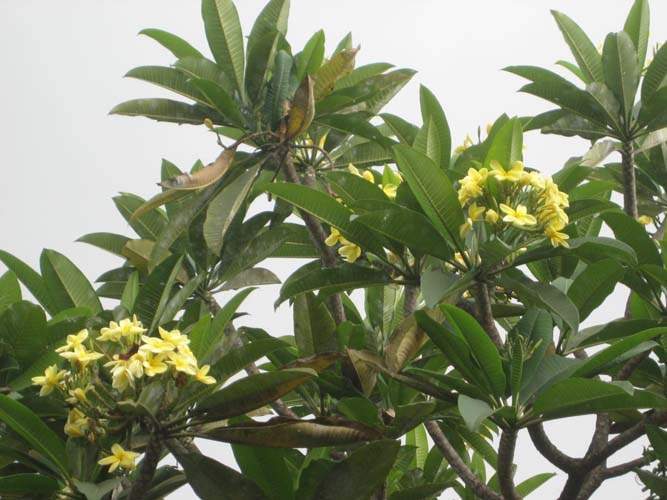 Fournisseur d'arbustes d'ornement Sainte-Marie