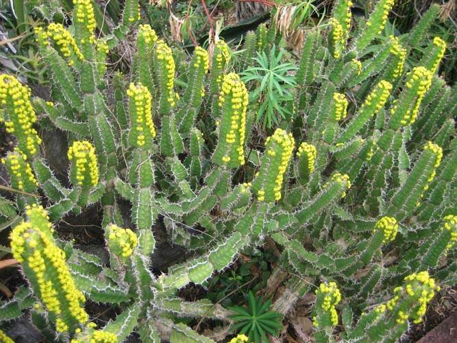 Vente de plantes grasses d'intérieur et extérieur Sainte-Marie