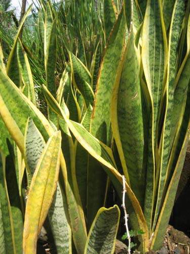 Pépinière de plantes nécessitant peu d'eau Sainte-Marie