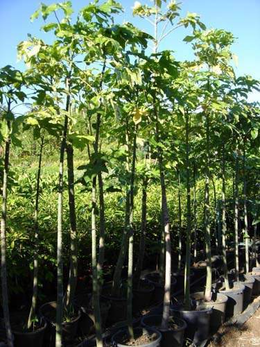 Culture de jeunes plants Sainte-Marie