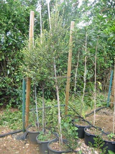 Spécialiste des plantes du terroir Sainte-Marie