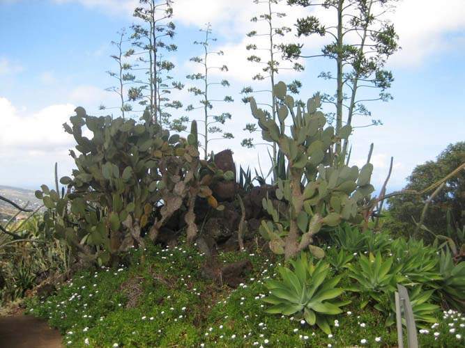 Producteur de rosettes et euphorbes Sainte-Marie