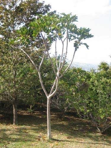 Production de végétaux locaux Sainte-Marie