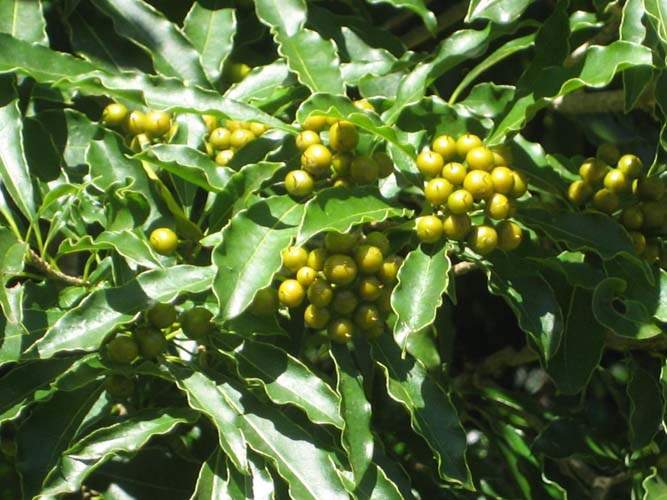 Conservation de plantes insulaires Sainte-Marie