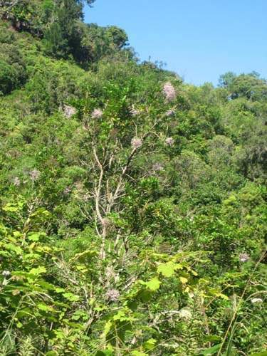 Pépinière spécialisée en espèces indigènes Sainte-Marie