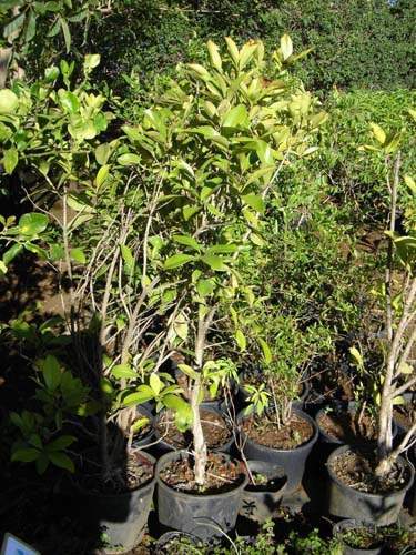 Producteur de végétaux Sainte-Marie