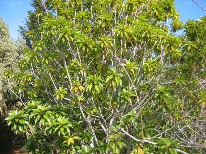 Culture de flore endémique Sainte-Marie