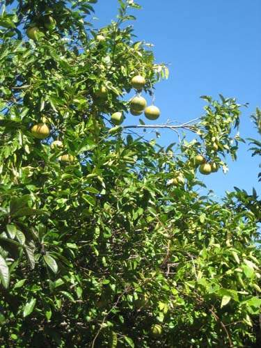 Vente de plantes et arbres Sainte-Marie
