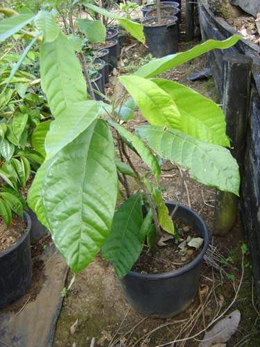 Fournisseur d'arbustes d'ornement Sainte-Marie