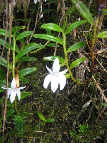 Pépinière biodiversité locale Sainte-Marie