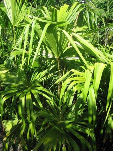 Producteur de jeunes palmiers Sainte-Marie