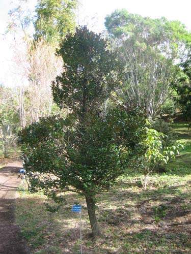 Fournisseur de plantes natives Sainte-Marie