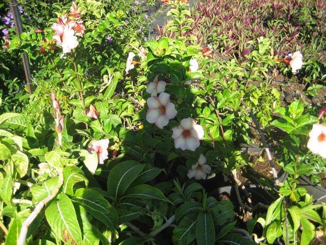 Vente de rosiers grimpants Sainte-Marie