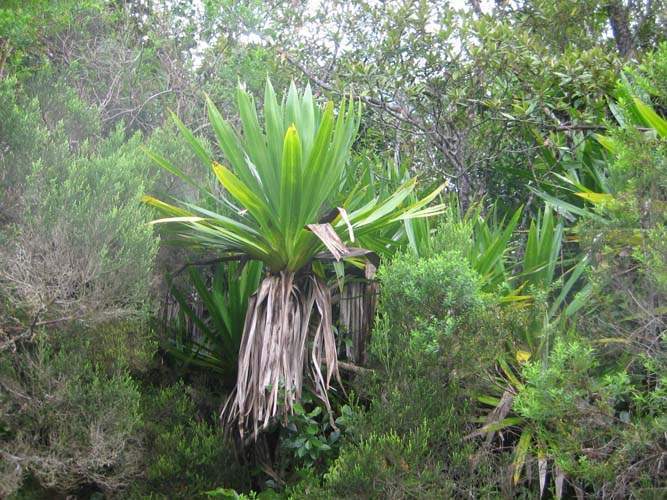 Pépinière pour la restauration écologique Sainte-Marie