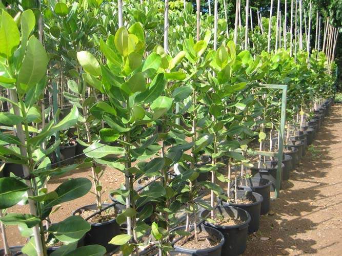 Culture de jeunes plants Sainte-Marie