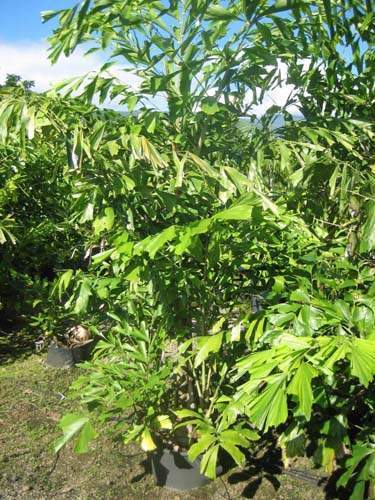 Producteur de jeunes palmiers Sainte-Marie