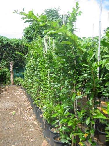 Producteur de végétaux Sainte-Marie