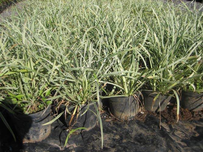 Production de plantes vivaces et annuelles Sainte-Marie