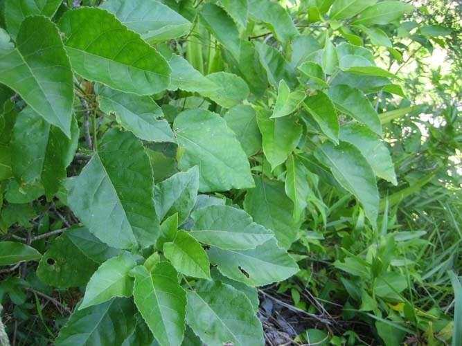 Production de végétaux locaux Sainte-Marie