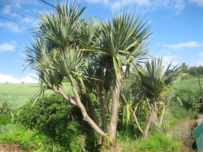 Culture de flore endémique Sainte-Marie