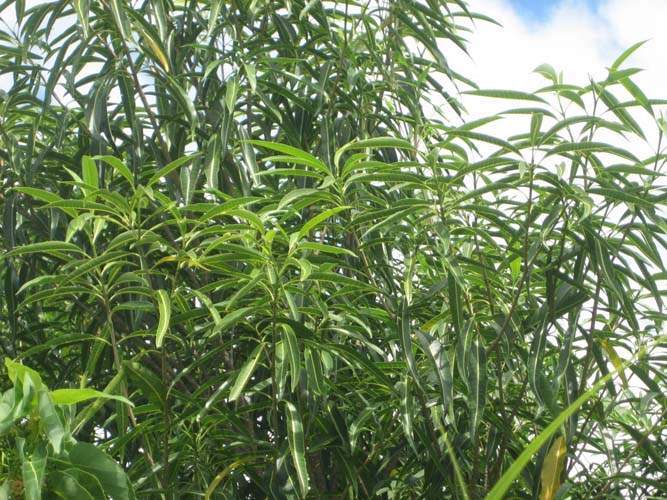 Conservation de plantes insulaires Sainte-Marie