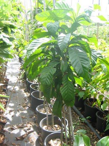 Centre de production horticole Sainte-Marie