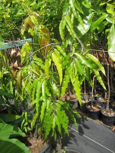 Spécialiste en arbres et semences Sainte-Marie