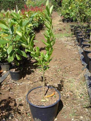 Fournisseur d'arbustes d'ornement Sainte-Marie