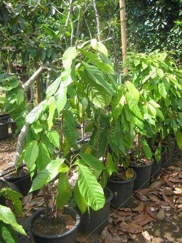 Vente de plantes et arbres Sainte-Marie