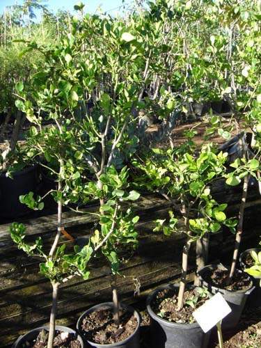 Vente de plants fruitiers Sainte-Marie