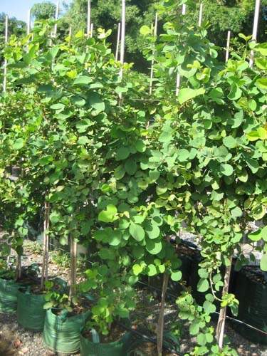 Spécialiste des plantes du terroir Sainte-Marie