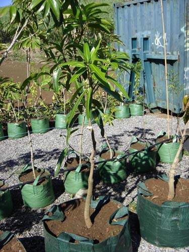 Jardinerie et horticulture Sainte-Marie