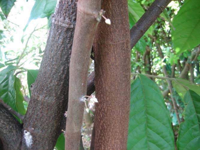 Producteur de végétaux Sainte-Marie