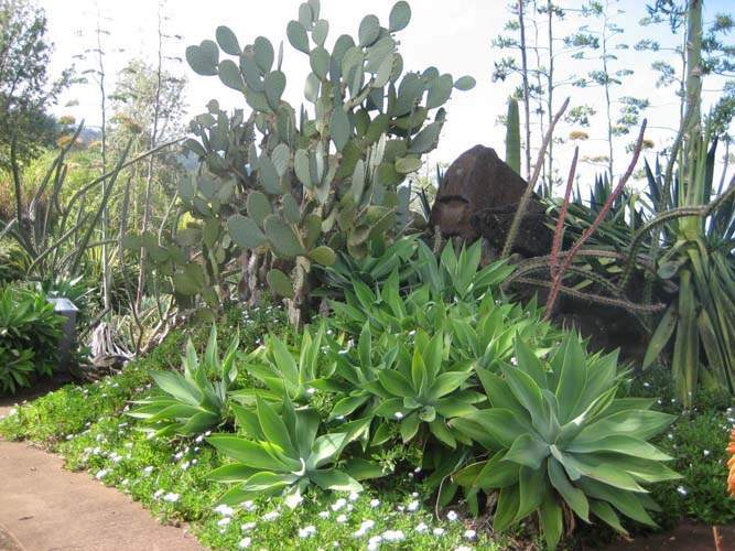 Vente de cactus et plantes grasses Sainte-Marie