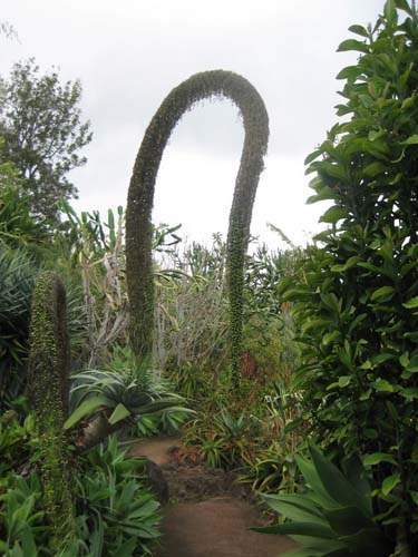 Pépinière spécialisée en succulentes Sainte-Marie