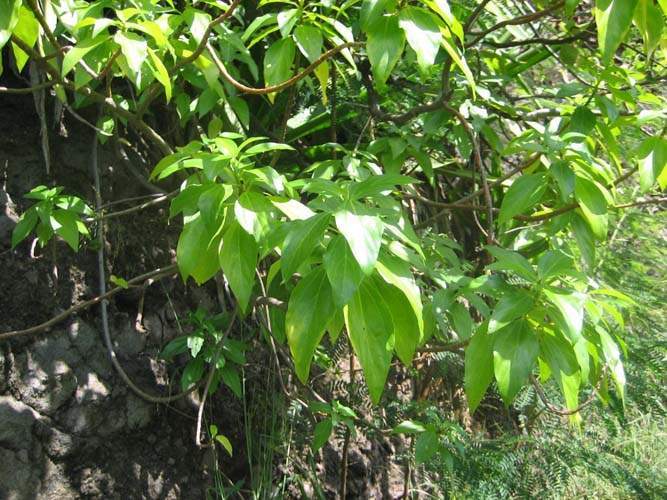 Fournisseur de plantes natives Sainte-Marie