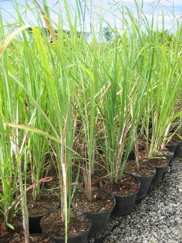 Producteur de plantes pour parterres Sainte-Marie