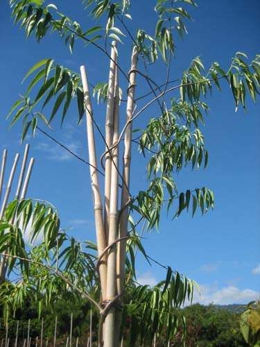 Pépinière pour la restauration écologique Sainte-Marie