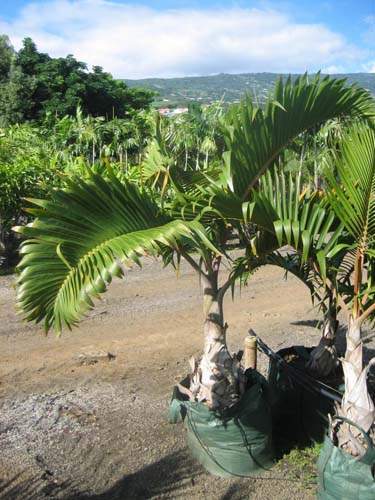 Arbres et palmiers pour jardins tropicaux Sainte-Marie