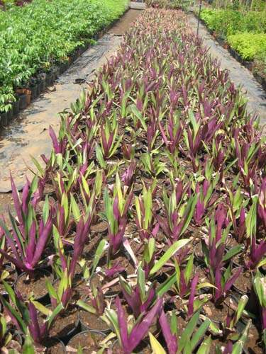 Vente de plantes de massif et de bordure Sainte-Marie