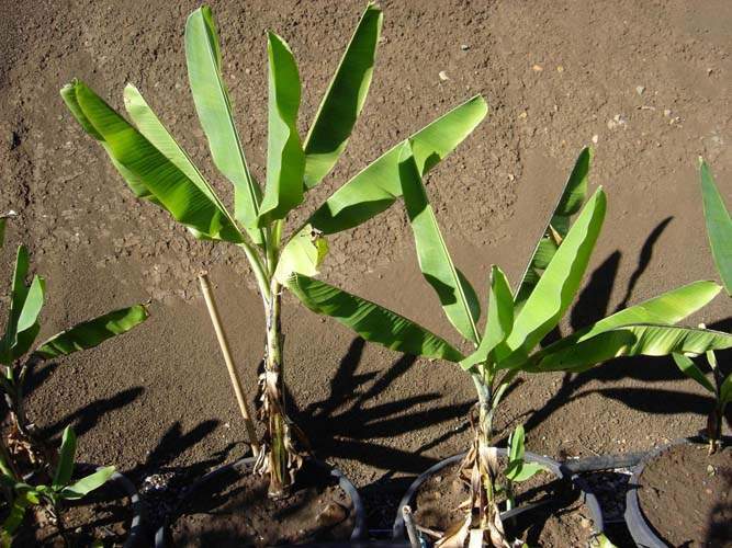 Pépinière de graminées ornementales Sainte-Marie