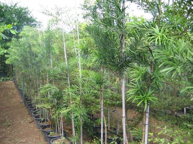 Spécialiste en arbres et semences Sainte-Marie