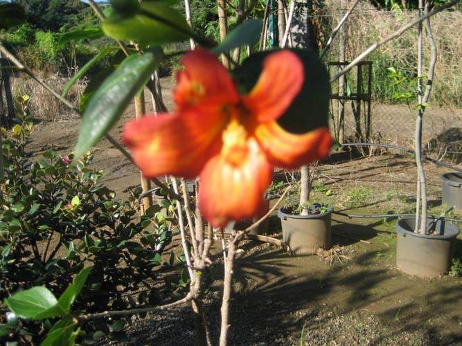 Pépinière biodiversité locale Sainte-Marie